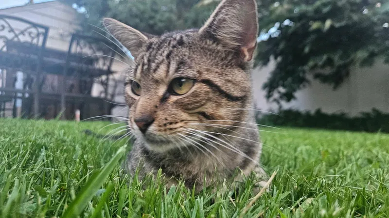 Whisgers thumbnail 2