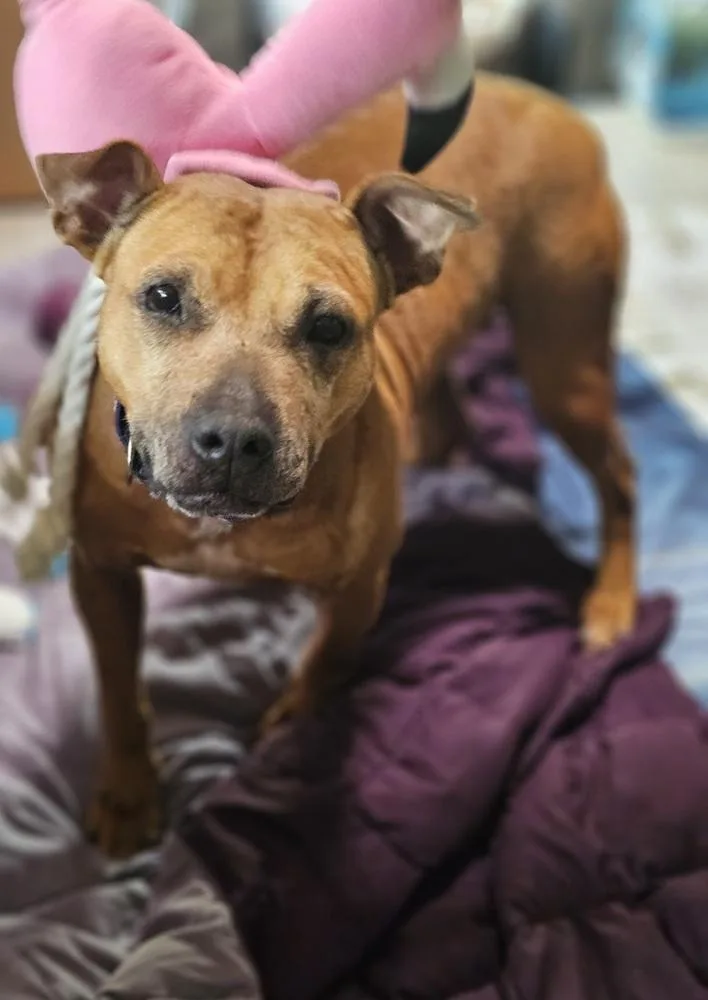 A senior medium-sized female Black Mouth Cur dog named Lenna for adoption in Lakeland, FL