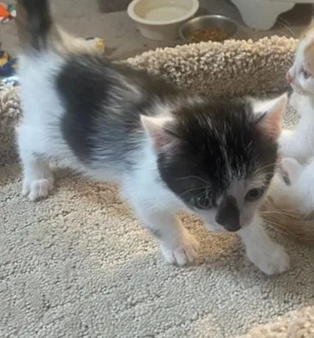 A baby small-sized female Black & White / Tuxedo Domestic Short Hair cat named Oreo for adoption in Bossier City, LA