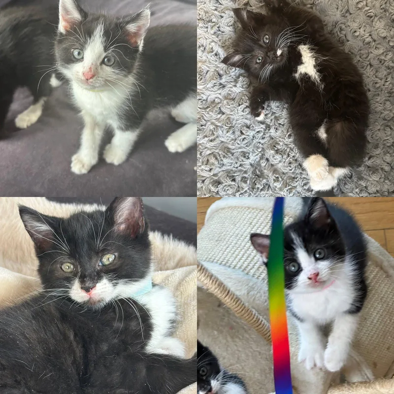 A baby medium-sized female Domestic Medium Hair cat named Gq Glamour for adoption in Brooklyn, NY