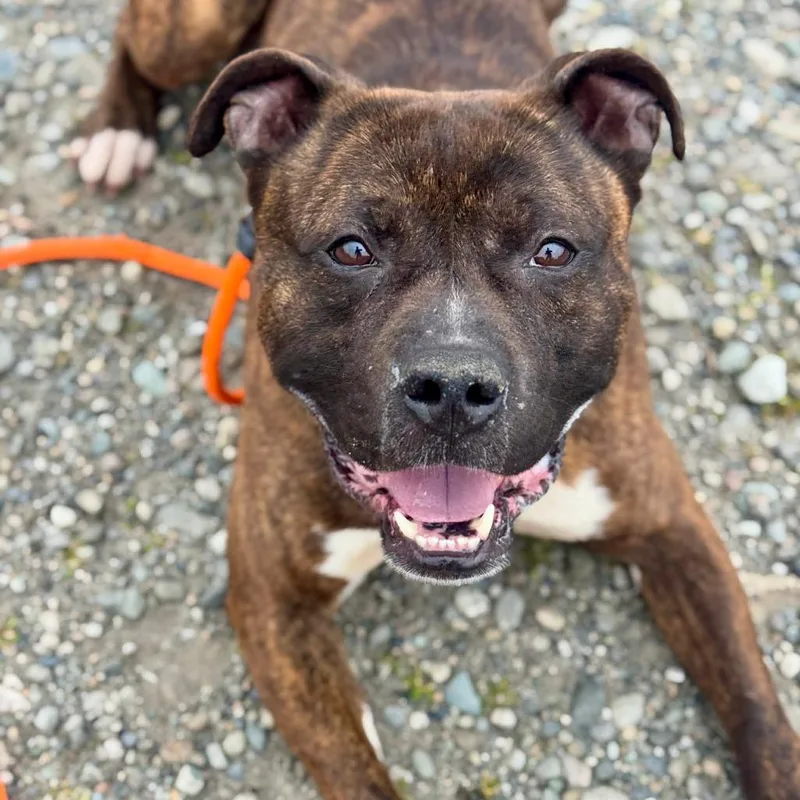 An adult medium-sized male Brindle Pit Bull Terrier dog named Bilbo Waggins for adoption in Tacoma, WA