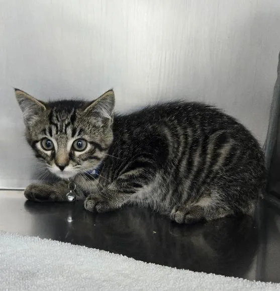 A baby medium-sized male Tabby (Gray / Blue / Silver) Domestic Short Hair cat named Clancy for adoption in Mount Vernon, OH