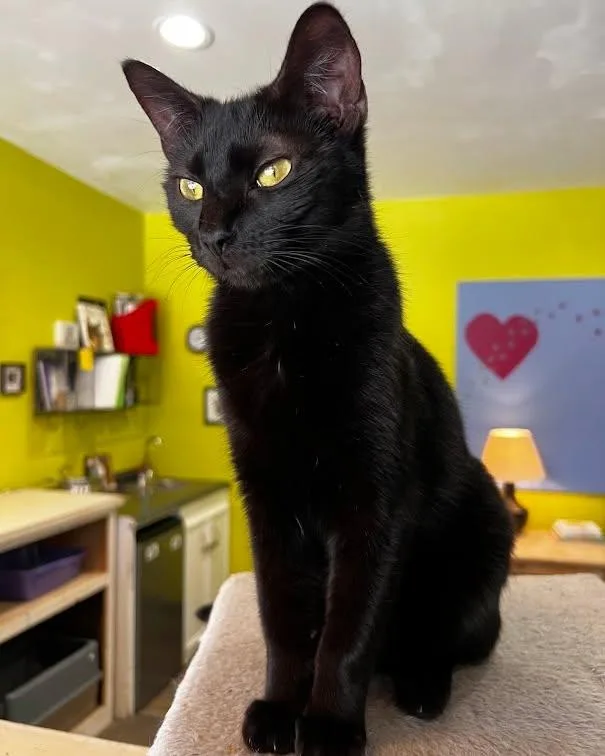 An adult medium-sized male Black Domestic Short Hair cat named Paul for adoption in Flint, TX