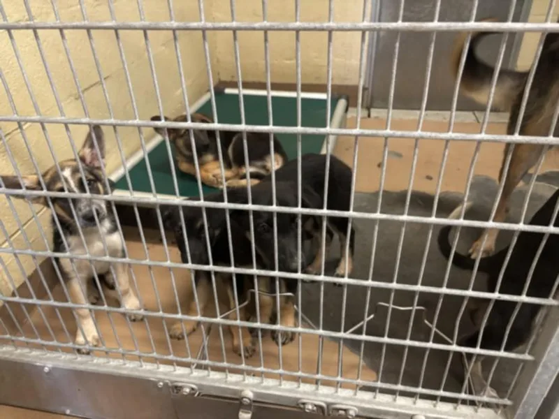 A baby small-sized female German Shepherd Dog dog named Lyra for adoption in Texas City, TX