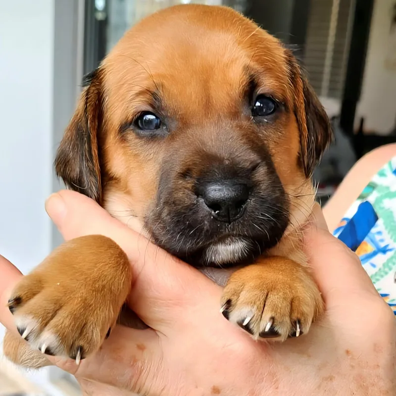 Emerald "so Cute Litter