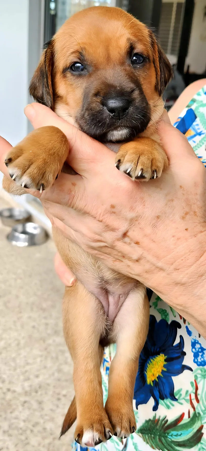 Emerald "so Cute Litter thumbnail 2