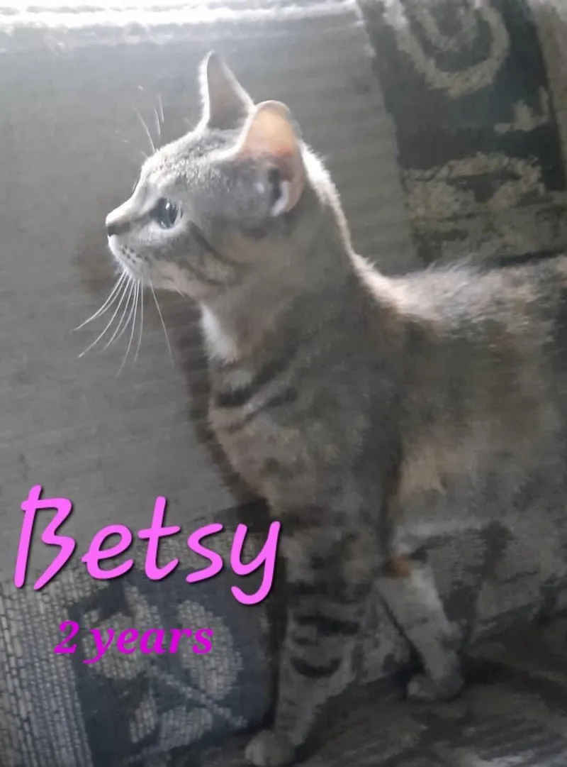 A young large-sized female American Shorthair cat named Betsy for adoption in Eagle Bridge, NY