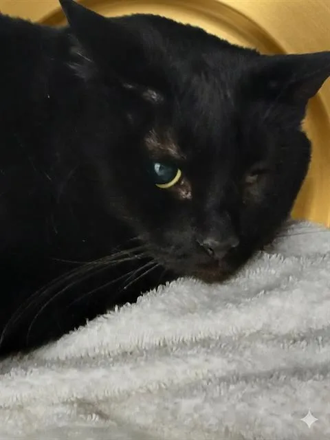An adult medium-sized male Domestic Short Hair cat named Scallop for adoption in Jacksonville, FL