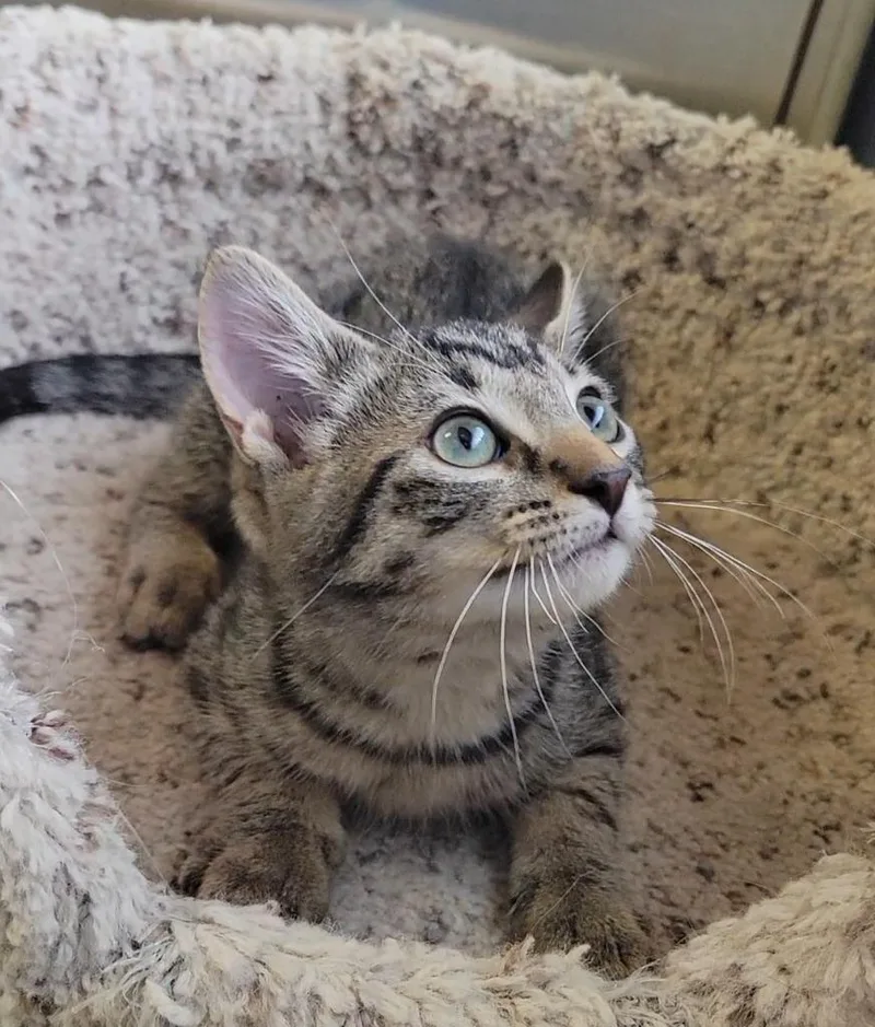 A baby medium-sized male Domestic Short Hair cat named Odysseus for adoption in Sandusky, OH