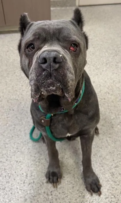 An adult large-sized female Cane Corso dog named Zima for adoption in Fishers, IN