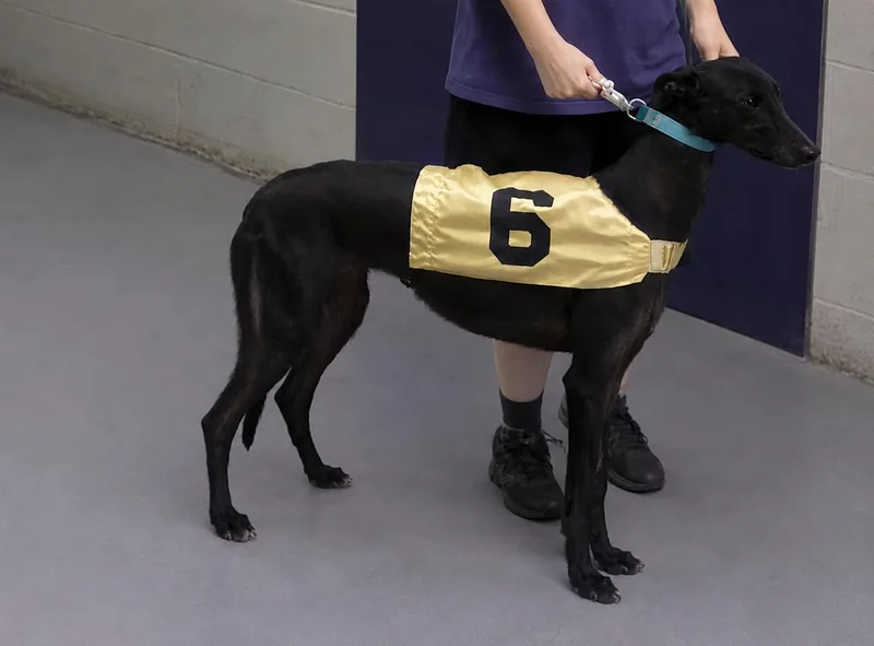 A young large-sized female Black Greyhound dog named Kelsos Clonad for adoption in Allentown, PA