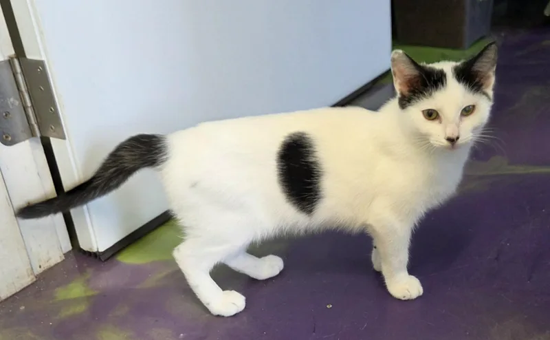 A baby medium-sized male Black Domestic Short Hair cat named Cisco for adoption in Anna, IL