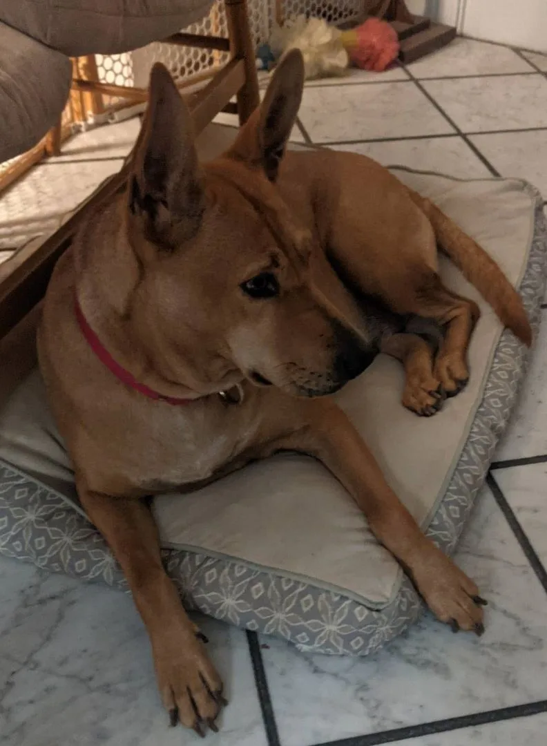 An adult medium-sized female Carolina Dog dog named Audi for adoption in Chesapeake, VA