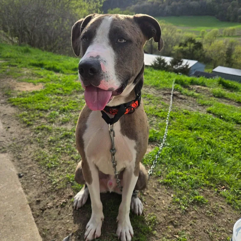 A young large-sized male Catahoula Leopard Dog dog named Fred for adoption in La Crescent, MN