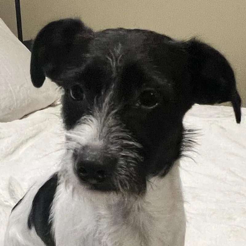 Freddy! Sweet And Playful thumbnail 4