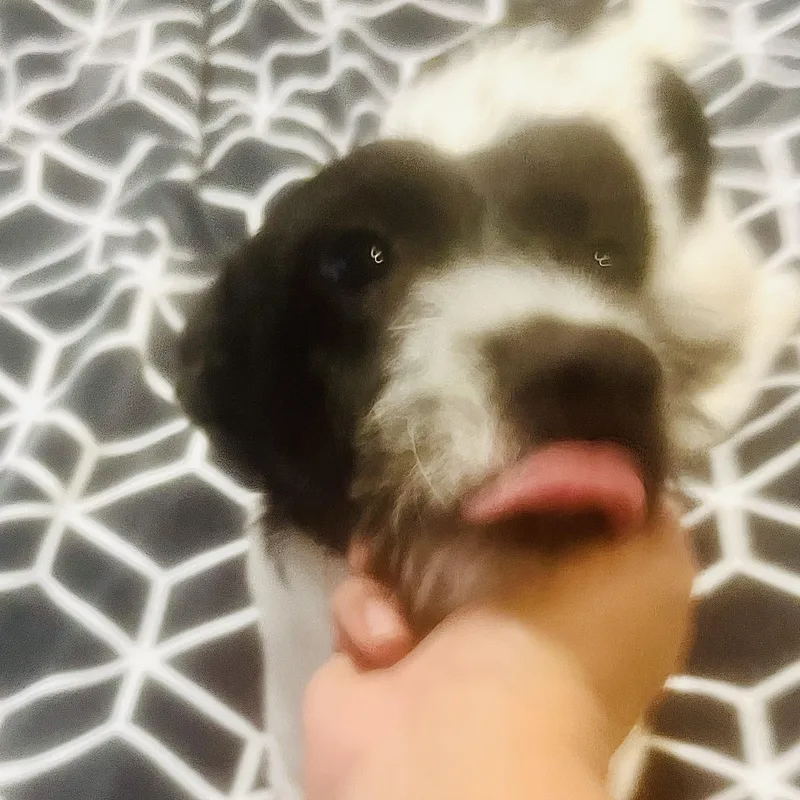 Freddy! Sweet And Playful