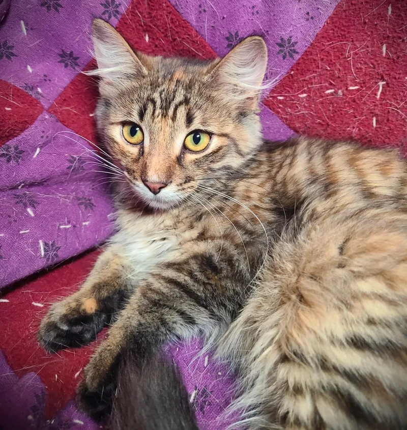 A baby small-sized female Tabby (Brown / Chocolate) Domestic Long Hair cat named Rose for adoption in Mankato, MN