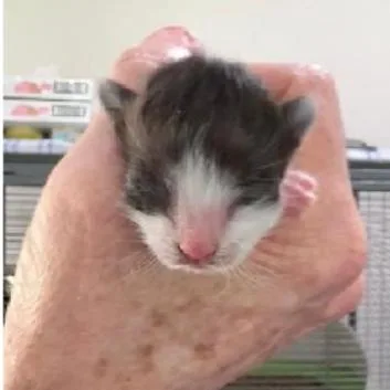 A baby small-sized male Black Domestic Short Hair cat named Moose for adoption in League City, TX