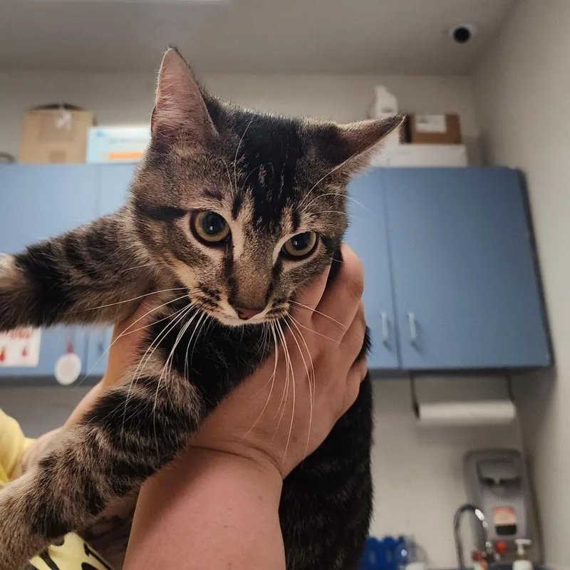 A young medium-sized male Gray / Blue / Silver Domestic Short Hair cat named Tator Tot for adoption in Charleston, WV