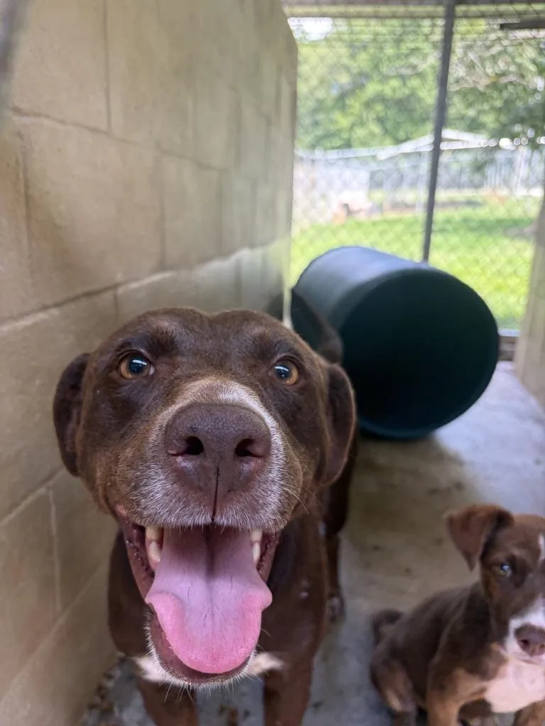 A young large-sized female Labrador Retriever dog named Odette for adoption in Lawrenceburg, TN