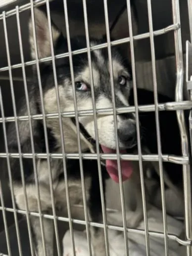 A young medium-sized female Siberian Husky dog named Malibu for adoption in Los Angeles, CA
