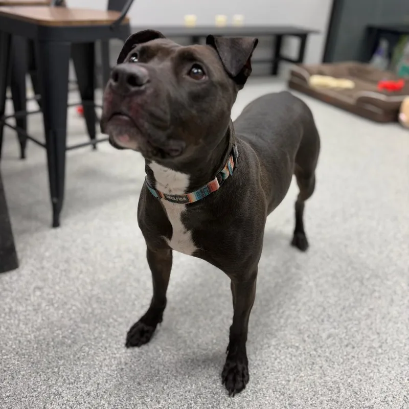 Stella