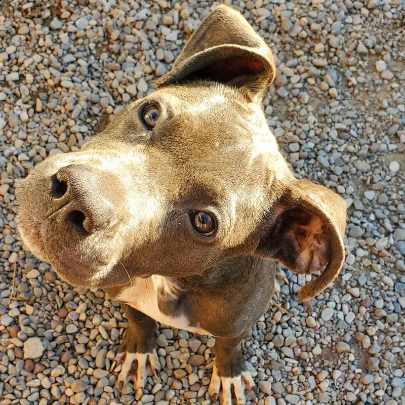 A young medium-sized female Mixed Breed dog named Monroe for adoption in Fairport, NY
