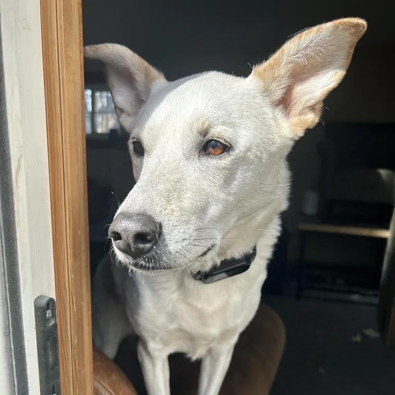 An adult small-sized female White / Cream Shepherd dog named Riesling D for adoption in Princeton, MN