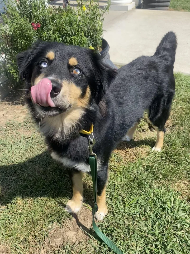 An adult medium-sized male Black Australian Shepherd dog named Nerron for adoption in Maidens, VA
