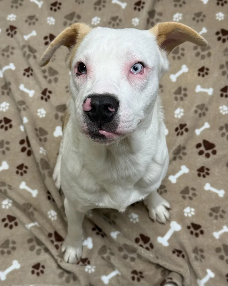An adult medium-sized male White / Cream Pit Bull Terrier dog named Charlie for adoption in Greensburg, PA