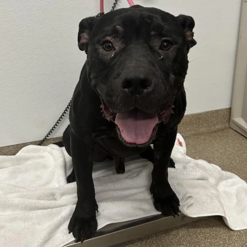 An adult large-sized male Black American Staffordshire Terrier dog named Sparks for adoption in League City, TX