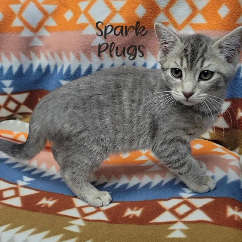 Spark Plugs thumbnail 2