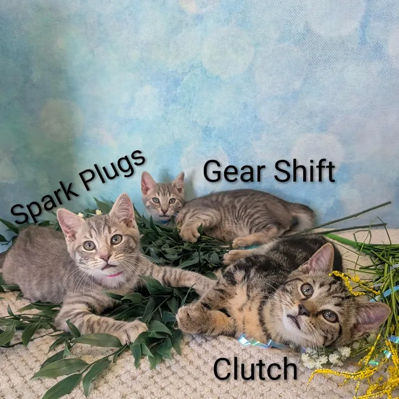 Spark Plugs thumbnail 3