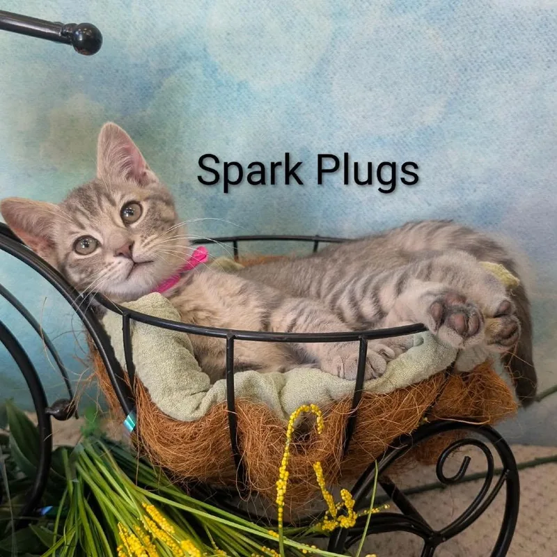 Spark Plugs thumbnail 4