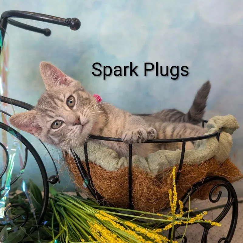 Spark Plugs thumbnail 5