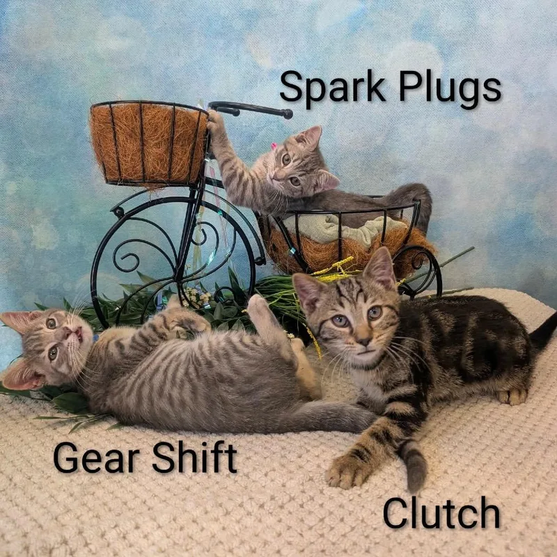 Spark Plugs thumbnail 6