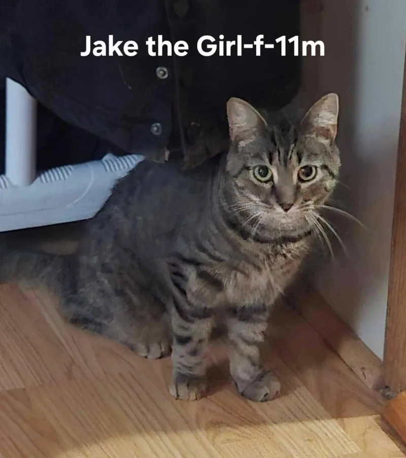 Jake The Girl