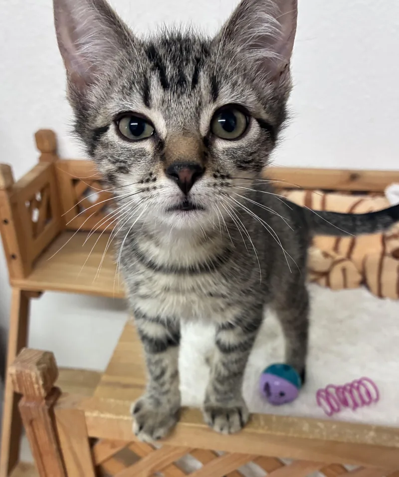 A baby medium-sized male Domestic Short Hair cat named Scott for adoption in Ruskin, FL