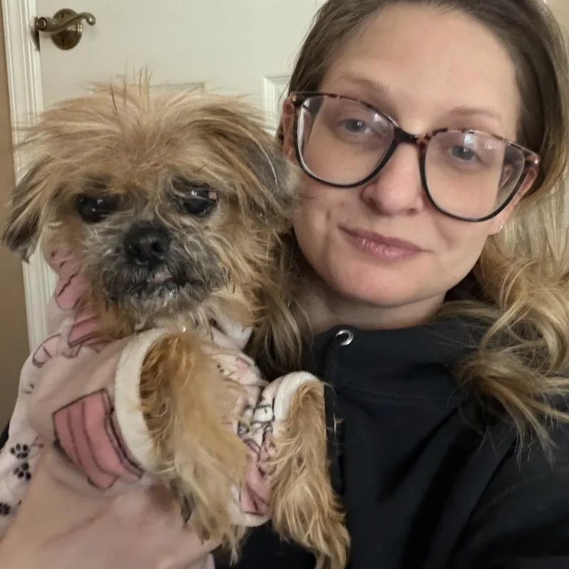 A senior small-sized female Yellow / Tan / Blond / Fawn Shih Tzu dog named Dumplin for adoption in Medford, NJ