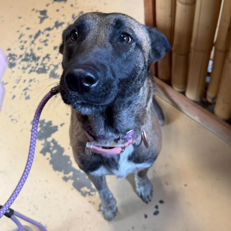 A young small-sized female Belgian Shepherd / Malinois dog named AOKStray for adoption in TONASKET, WA