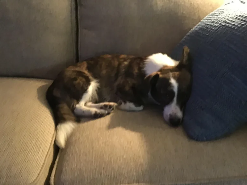 A young medium-sized female Brindle Corgi dog named Sadie for adoption in Covington, TN
