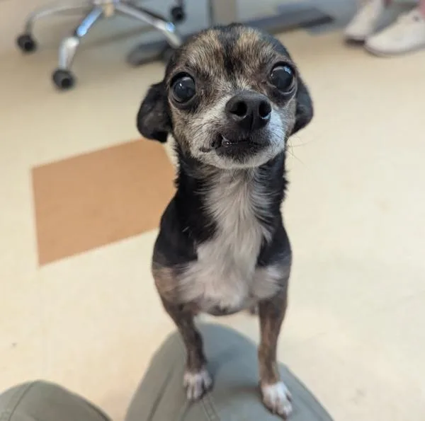 Cucumber thumbnail 2