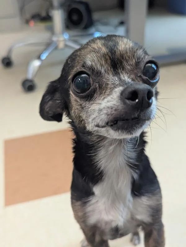 Cucumber thumbnail 3