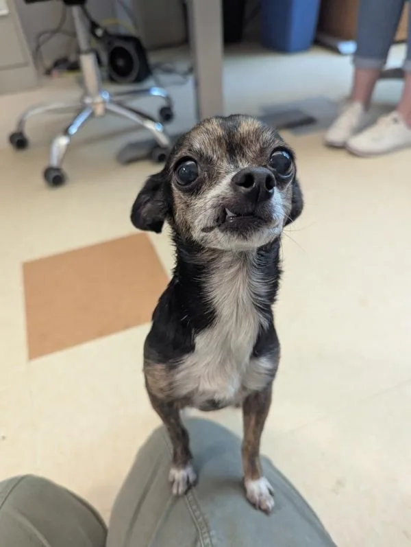 Cucumber thumbnail 4