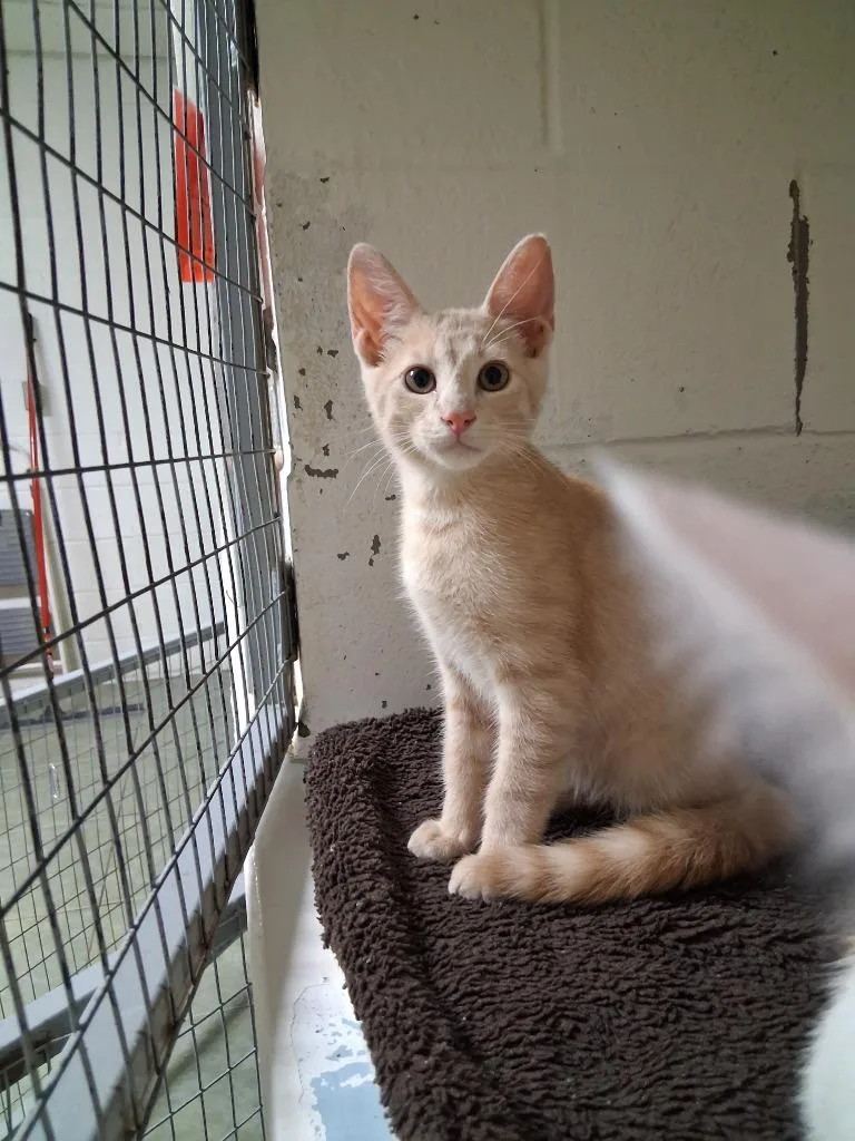 A baby small-sized male Domestic Short Hair cat named Happy Hogan for adoption in Ada, OK