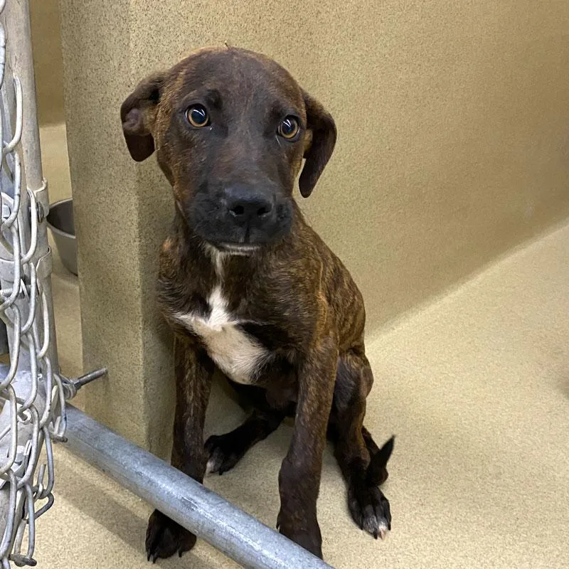 A baby medium-sized male Brindle Pit Bull Terrier dog named Lincoln for adoption in Monroe, GA