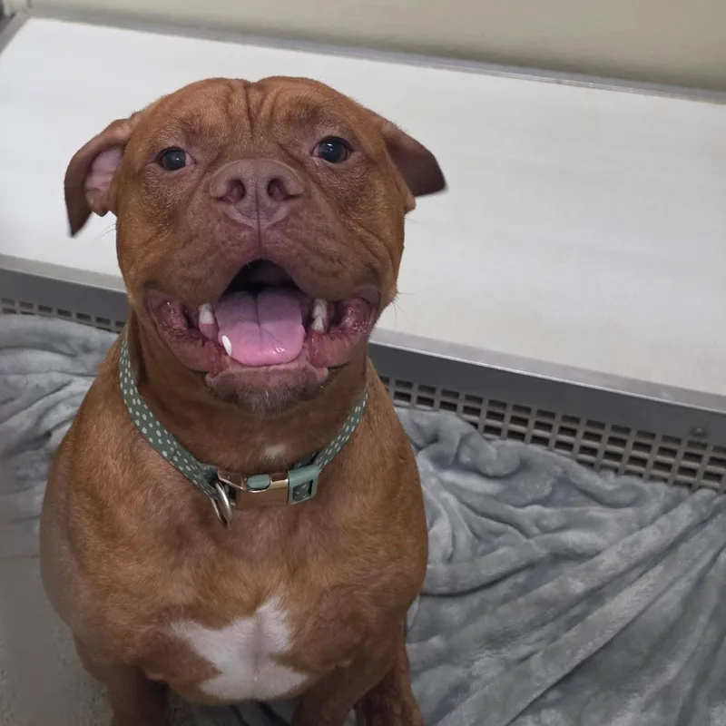 A young large-sized male Brown / Chocolate Mastiff dog named Hades for adoption in Ballston Spa, NY