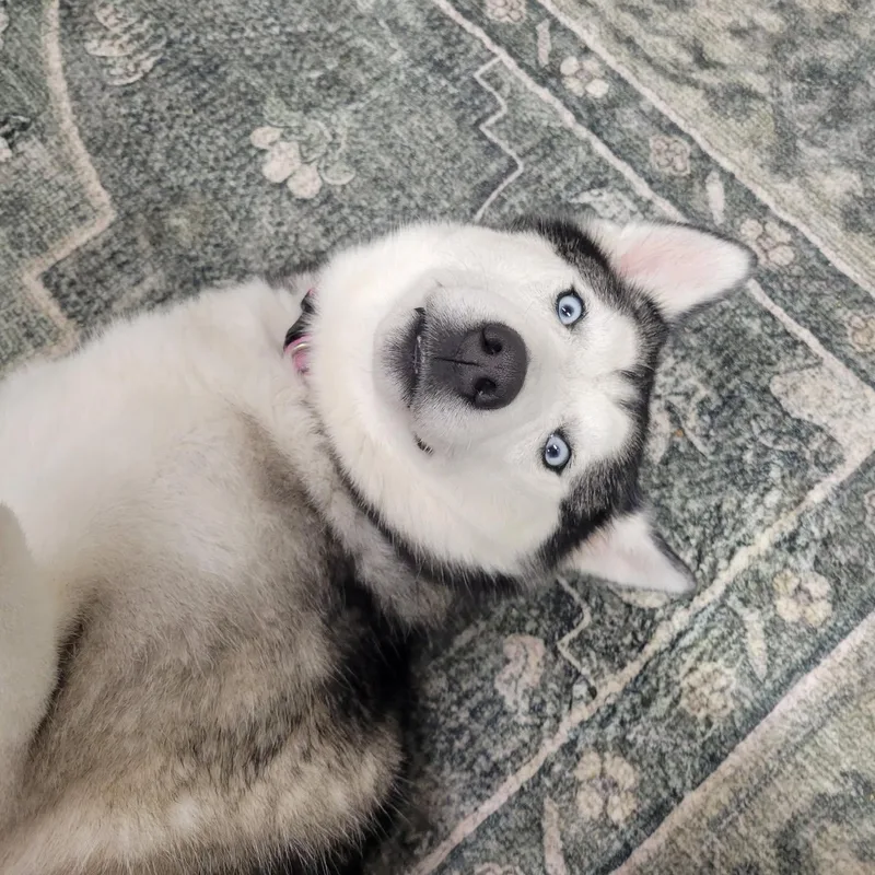 Khaleesi thumbnail 2