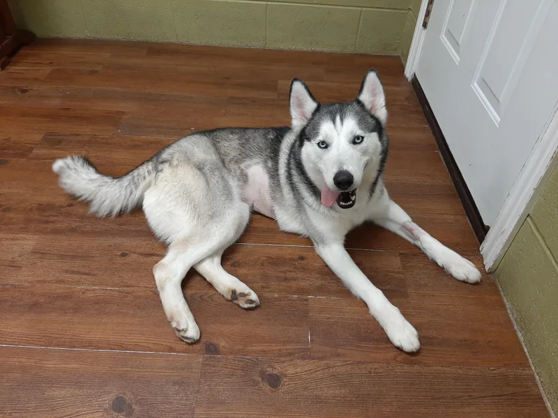 Khaleesi thumbnail 3