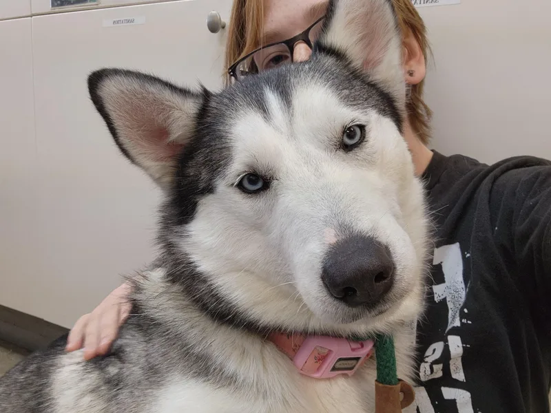 Khaleesi thumbnail 4